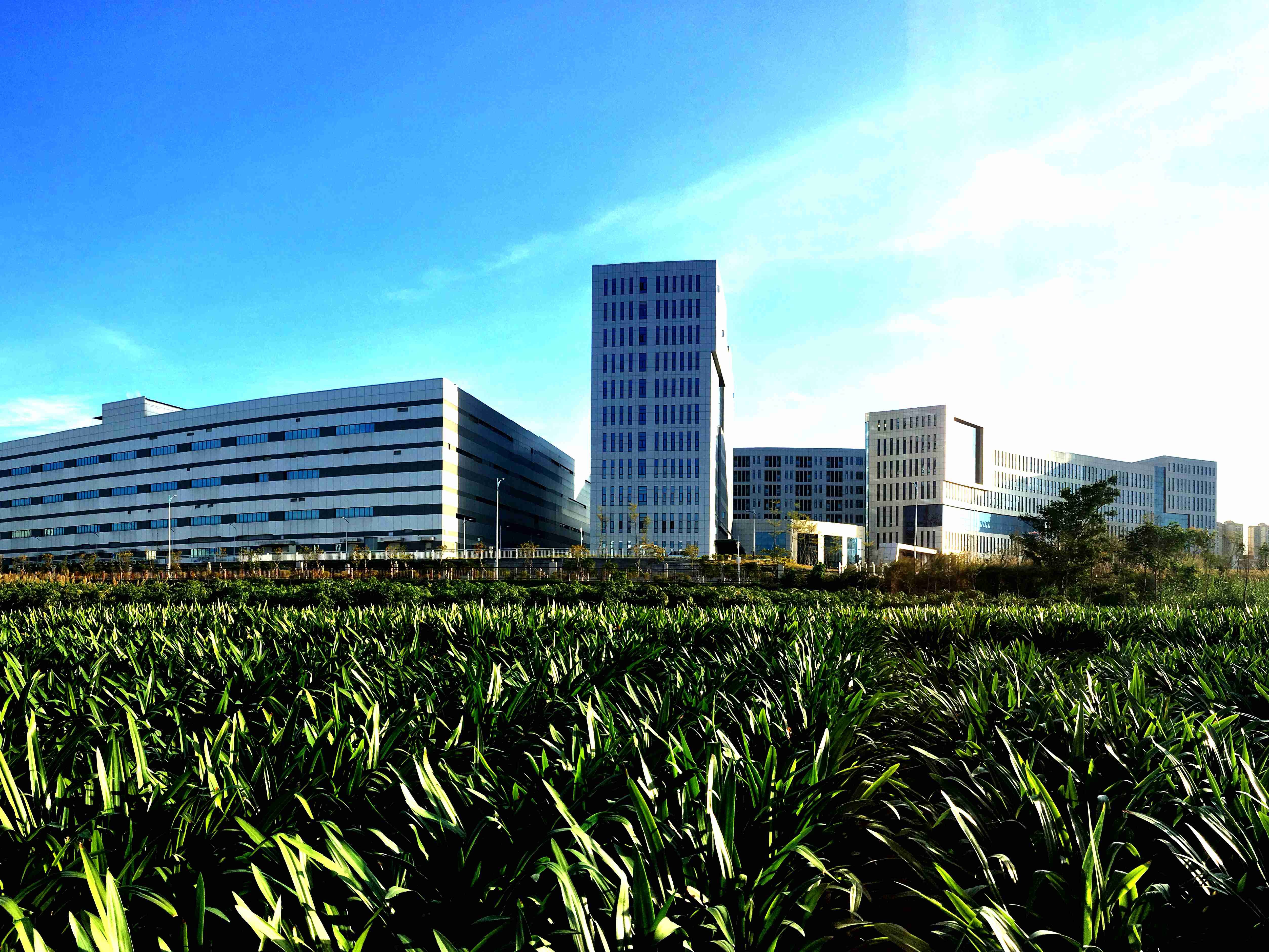 1689657188043062729.jpg 大美米兰体育网页版_米兰体育(中国)官方在线登录—晨光中的米兰体育网页版_米兰体育(中国)官方在线登录致君_副本.jpg